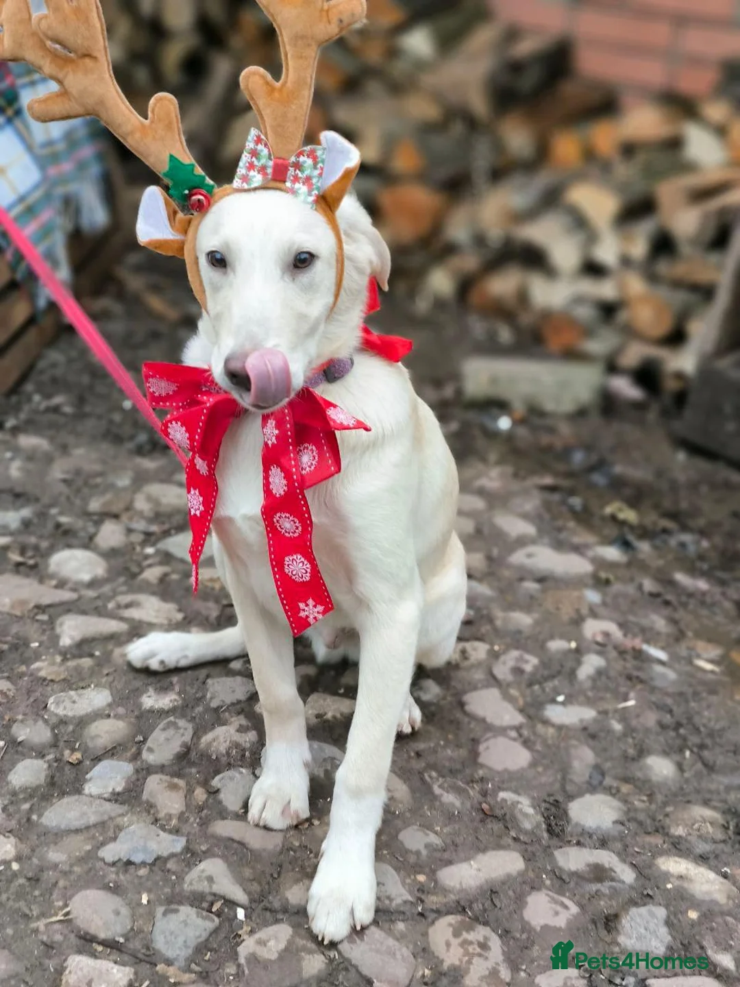 Mixed Breed dogs for adoption: 💙MOROZKO💙9 months Affectionate•Gentle•Puppy-like in Oxford - Advert 13