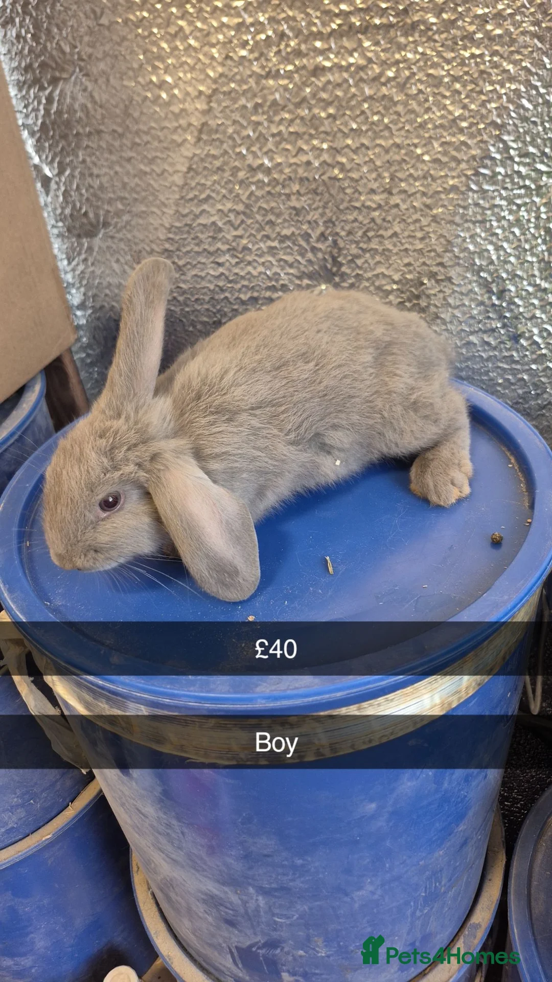 Lionhead rabbits for sale: Lionhead Baby Rabbits 8 weeks (Friendly) - Advert 1