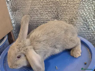 Lionhead rabbits Lionhead Baby Rabbits 8 weeks (Friendly) - Advert 8