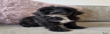 Cockapoo 1