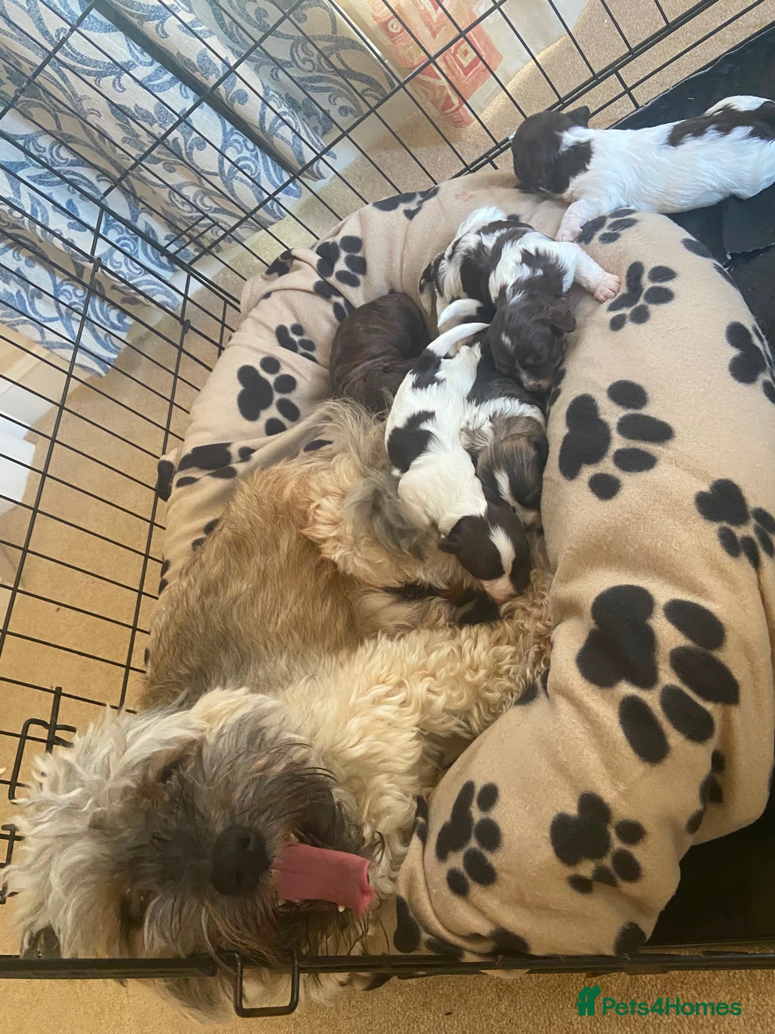 Havanese dogs 🩷BEAUTIFUL HAVENESE PUPPY’S🩵 - Advert 18