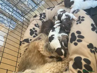 Havanese dogs 🩷BEAUTIFUL HAVENESE PUPPY’S🩵 - Advert 3