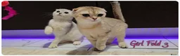 Scottish Fold cats for sale: Scottish Fold Kittens - Advert 2