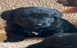 Mixed Breed dogs for sale: Corgipoo 🐾🐶 - Advert 2