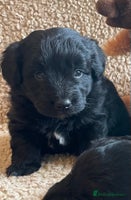 Mixed Breed dogs Corgipoo 🐾🐶 - Advert 5