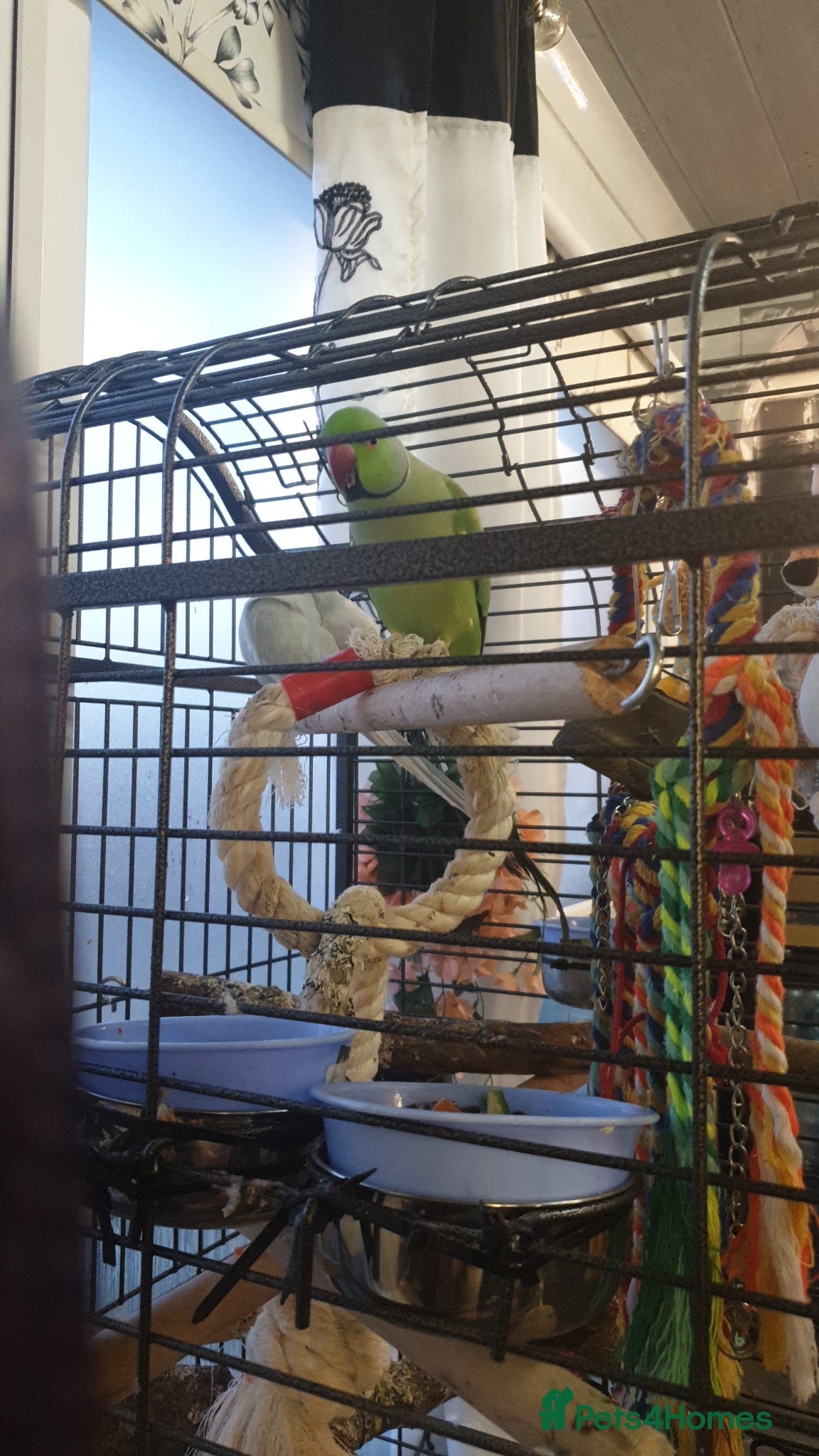 Parakeets birds Parakeets for sale  - Advert 3