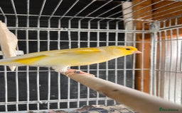 Canaries birds for sale: Canaries for sale  - Image 2