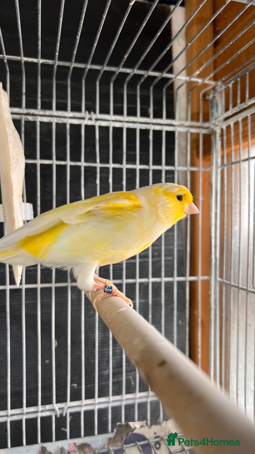 Canaries birds for sale: Canaries for sale  - Image 2