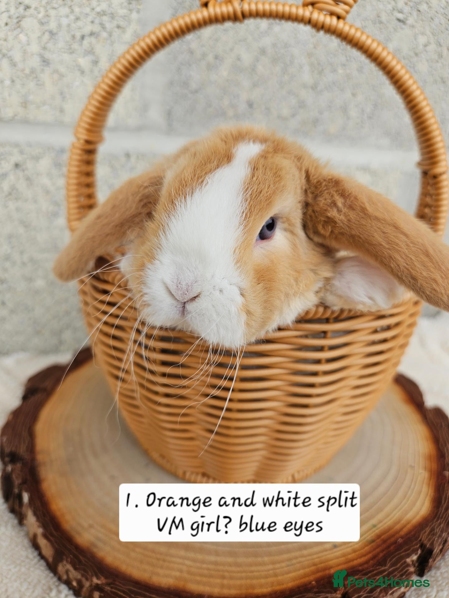 Mini Lop rabbits 🩷Ad 1 Purebred mini plush lops🩵🧸 - Advert 1