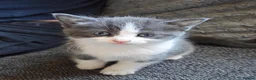 Mixed Breed cats for sale: Adorable Kittens  - Advert 10