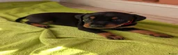 Mixed Breed dogs for sale: Pure breed Lithuanian hounds 2 puppies left - Advert 1