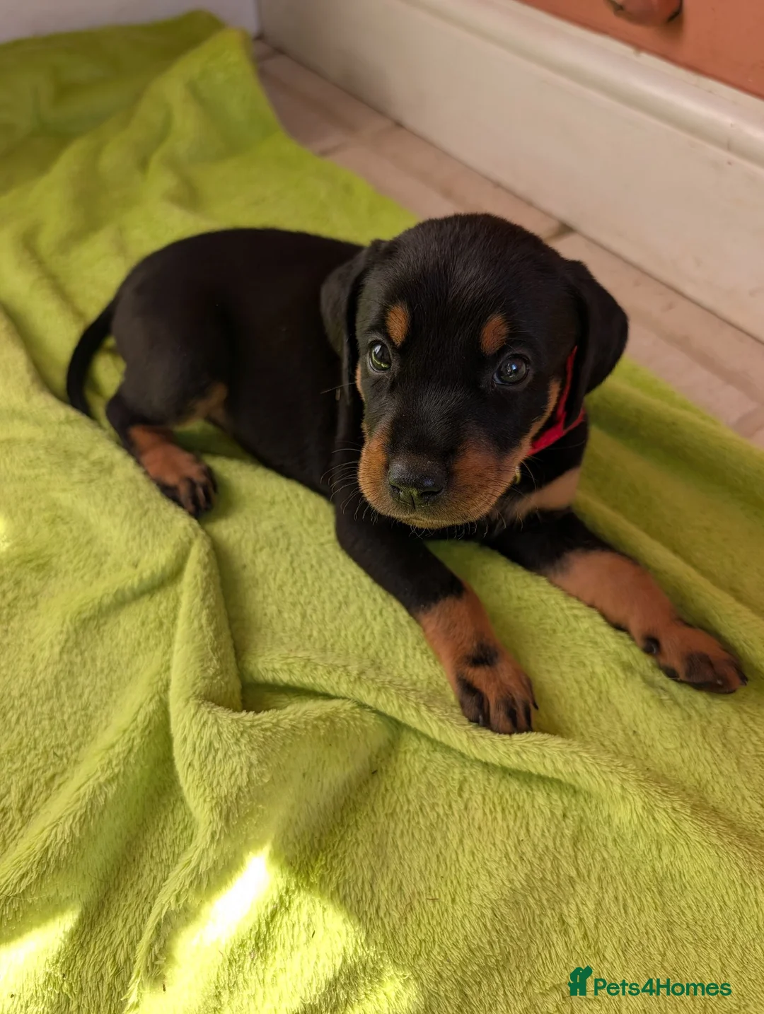 Mixed Breed dogs for sale: Pure breed Lithuanian hounds 2 puppies left - Advert 1