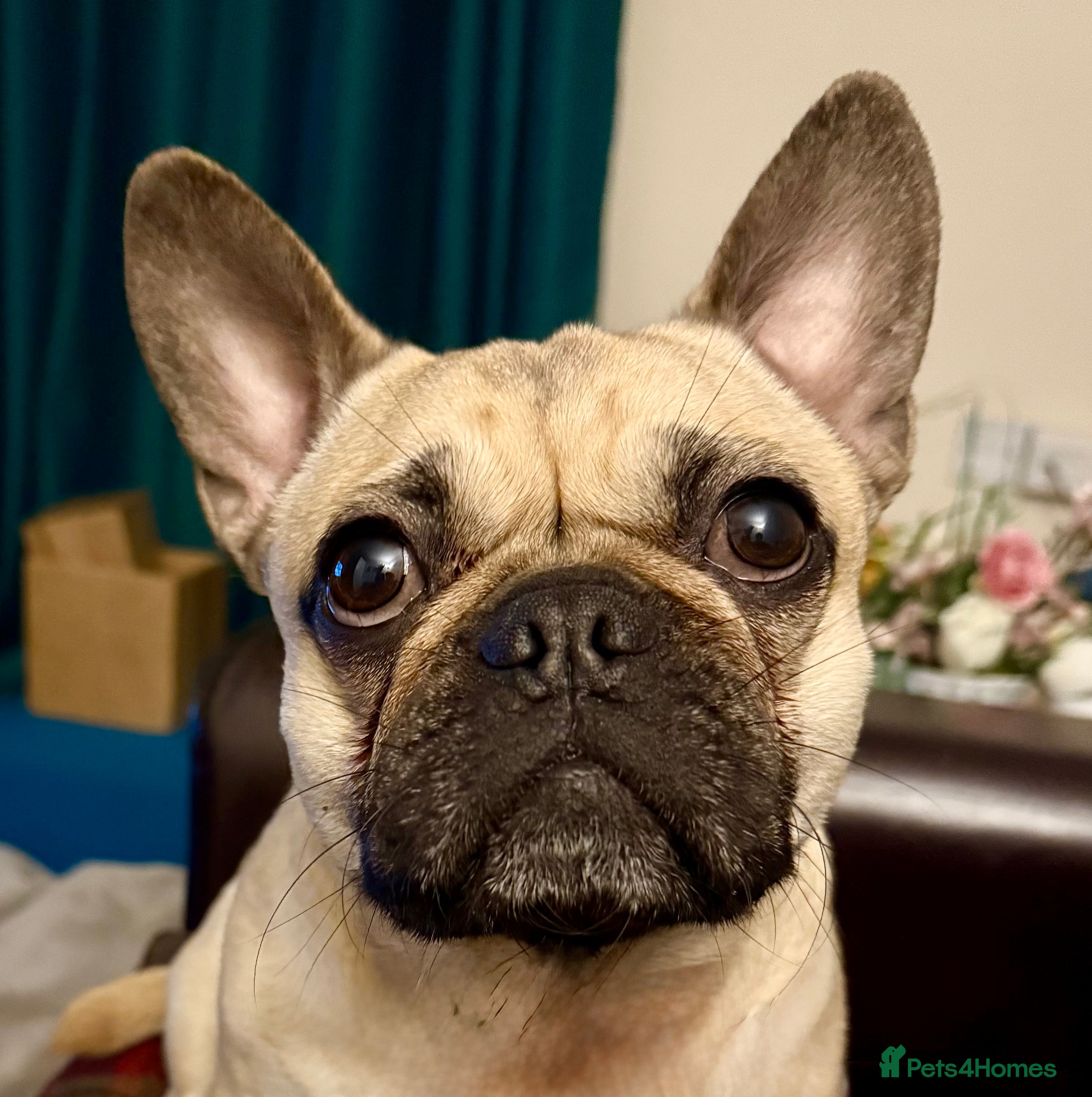 Frug dogs Frug  - Advert 1