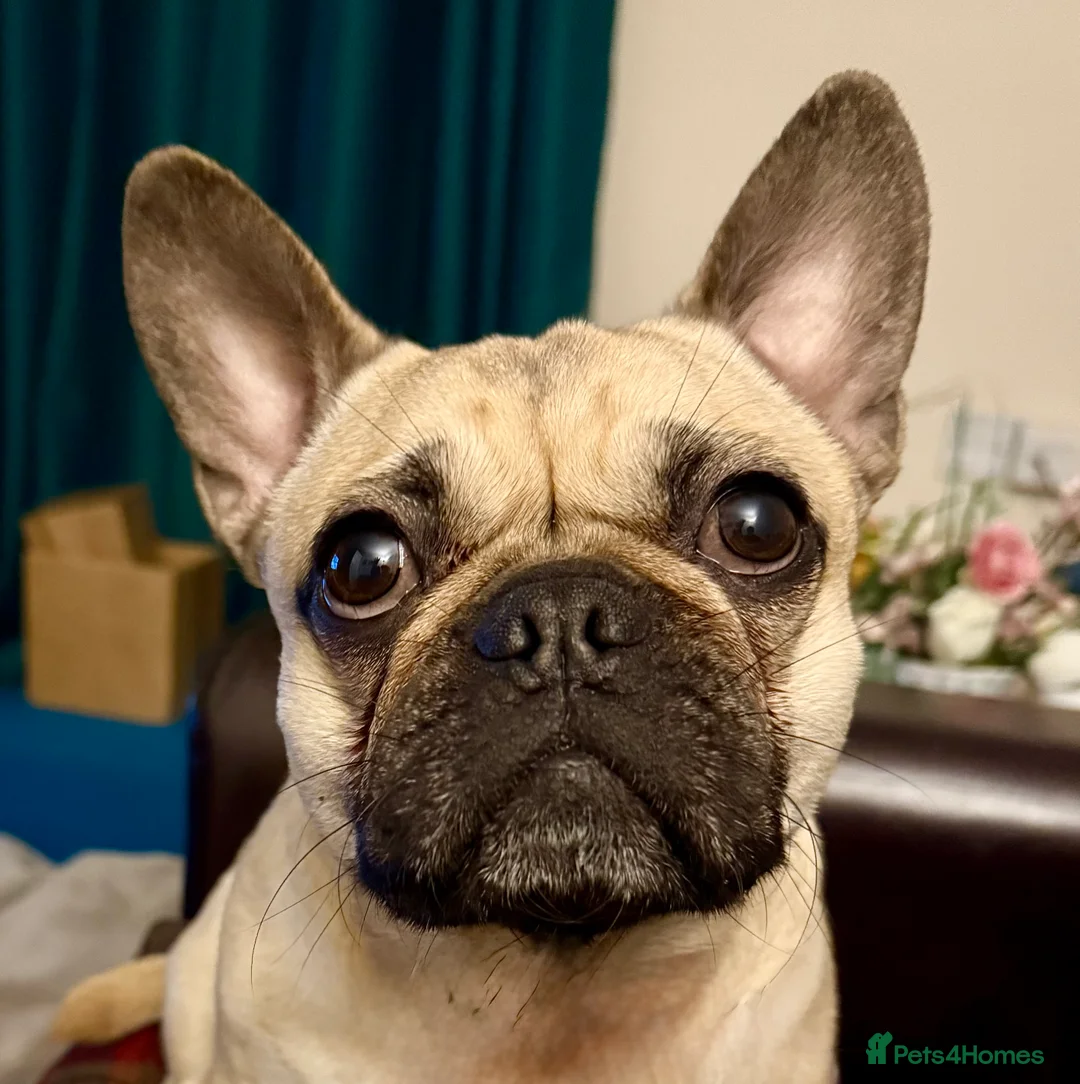 Frug dogs for sale: Frug  - Advert 1