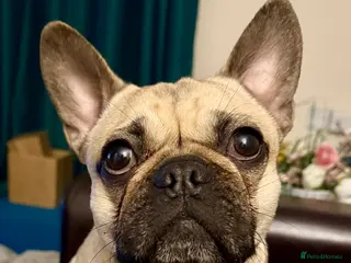 Frug dogs Frug - Advert 1