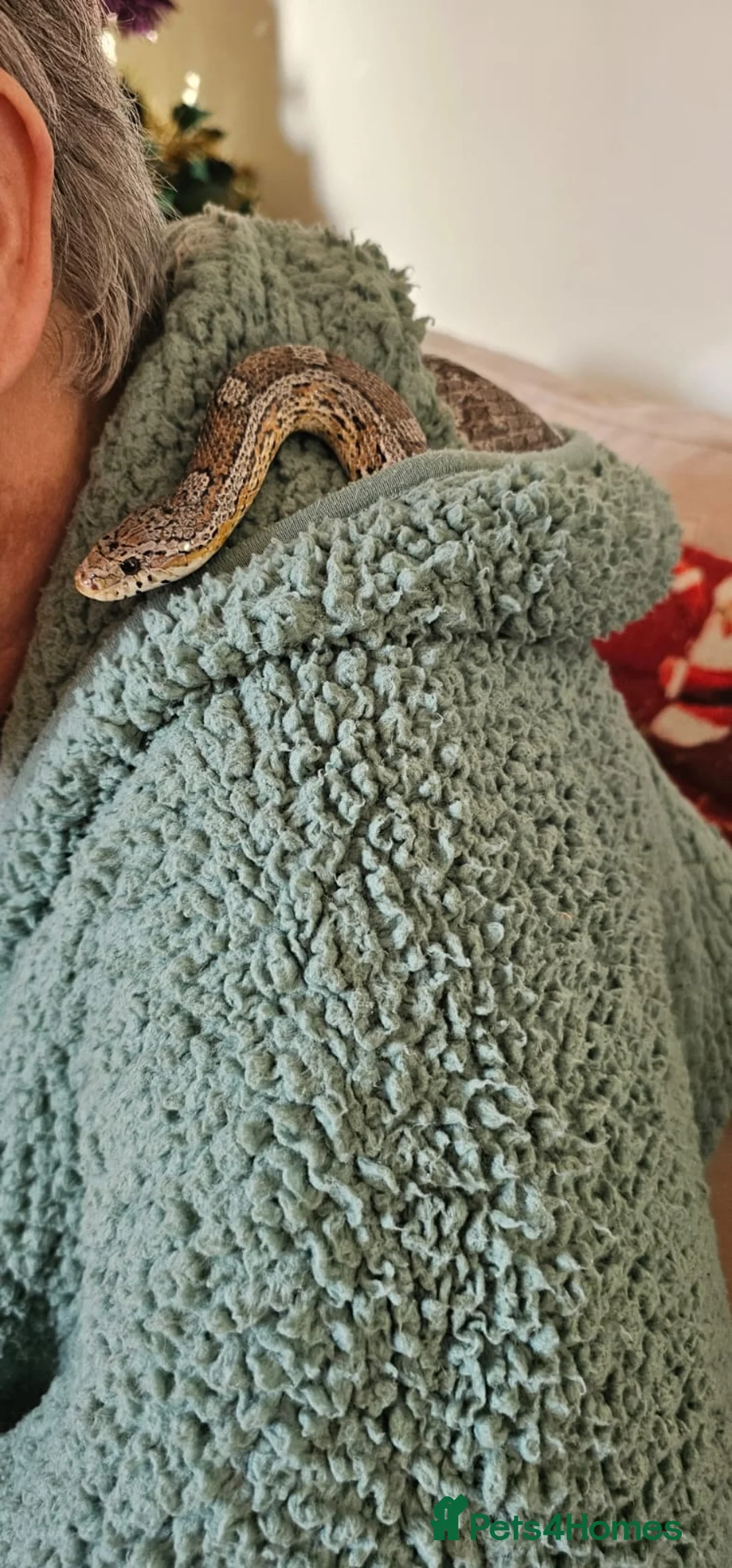 Corn Snake reptiles for sale: Friendly corn snake, vivarium with full set up - Advert 12