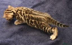 Bengal cats for sale: TICA Registered Bengal Kittens–Ready Nov 2025 🐾 - Image 21