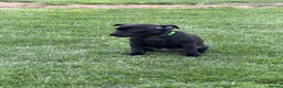 Staffordshire Bull Terrier dogs for sale: KC Black Puppies Ready Now - Advert 10