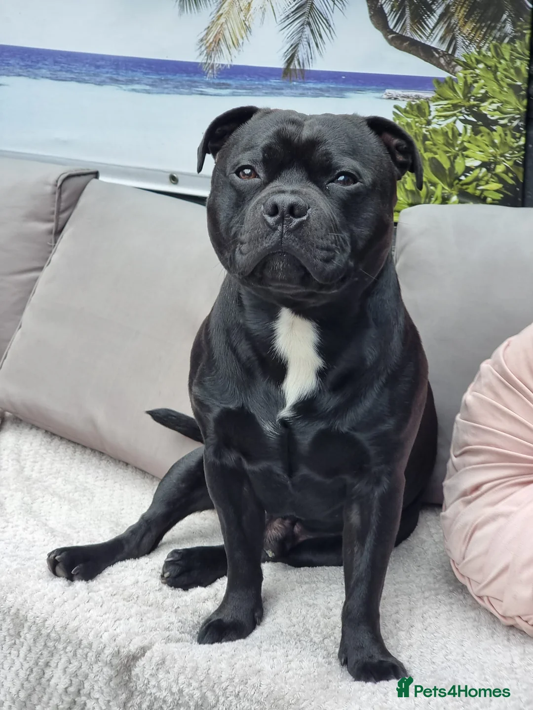 Staffordshire Bull Terrier dogs for stud: Ivan AKA Ivan The Greatest 🔥🔥 - Advert 4
