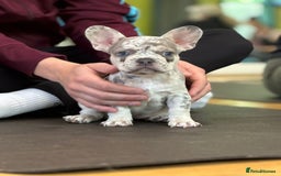 French Bulldog dogs for sale: French bulldog puppies health clear last boy in Hastings - Image 1