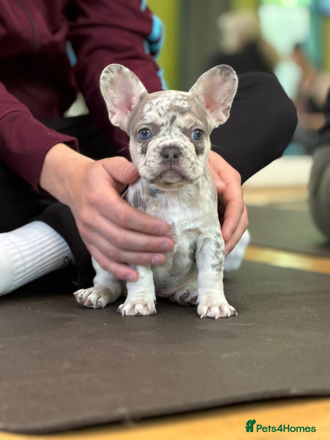 French Bulldog dogs for sale: French bulldog puppies health clear last boy in Hastings - Image 1