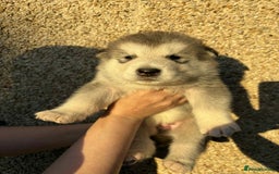 Alaskan Malamute dogs for sale: KC registered Puppies Available - Image 5