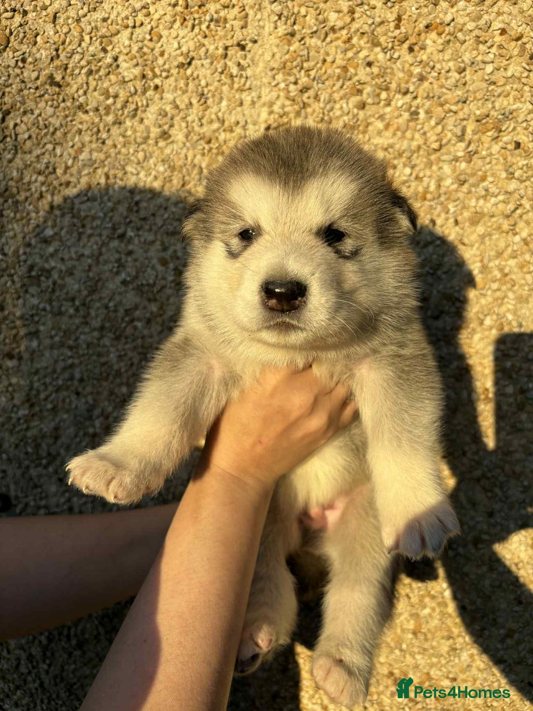 Alaskan Malamute dogs for sale: KC registered Puppies Available - Image 5