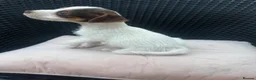 Jack Russell dogs for sale: 🐾Jack Russell Pups for Their Forever Homes! 🐾 - Advert 28