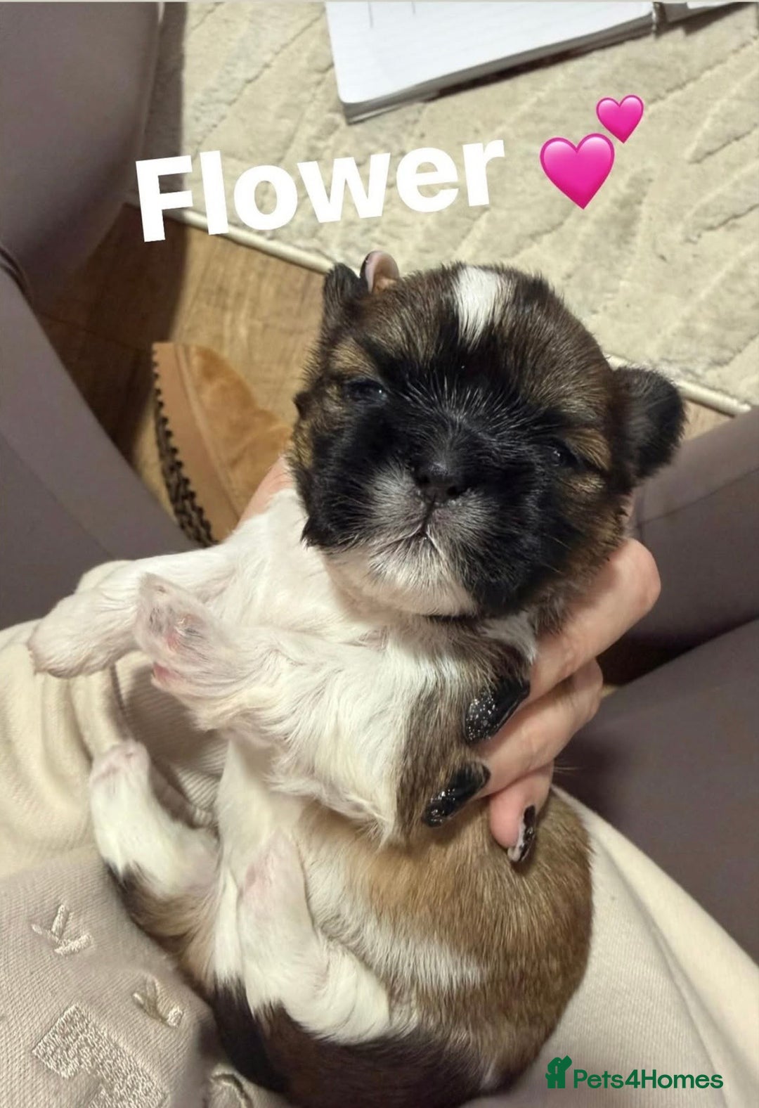 Shih Tzu dogs for sale: Shih Tzu’s  - Advert 2