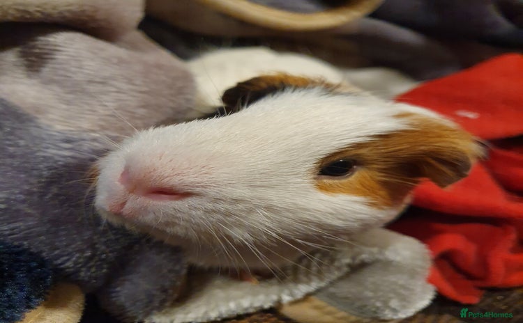 Guinea Pig rodents - Advert 1