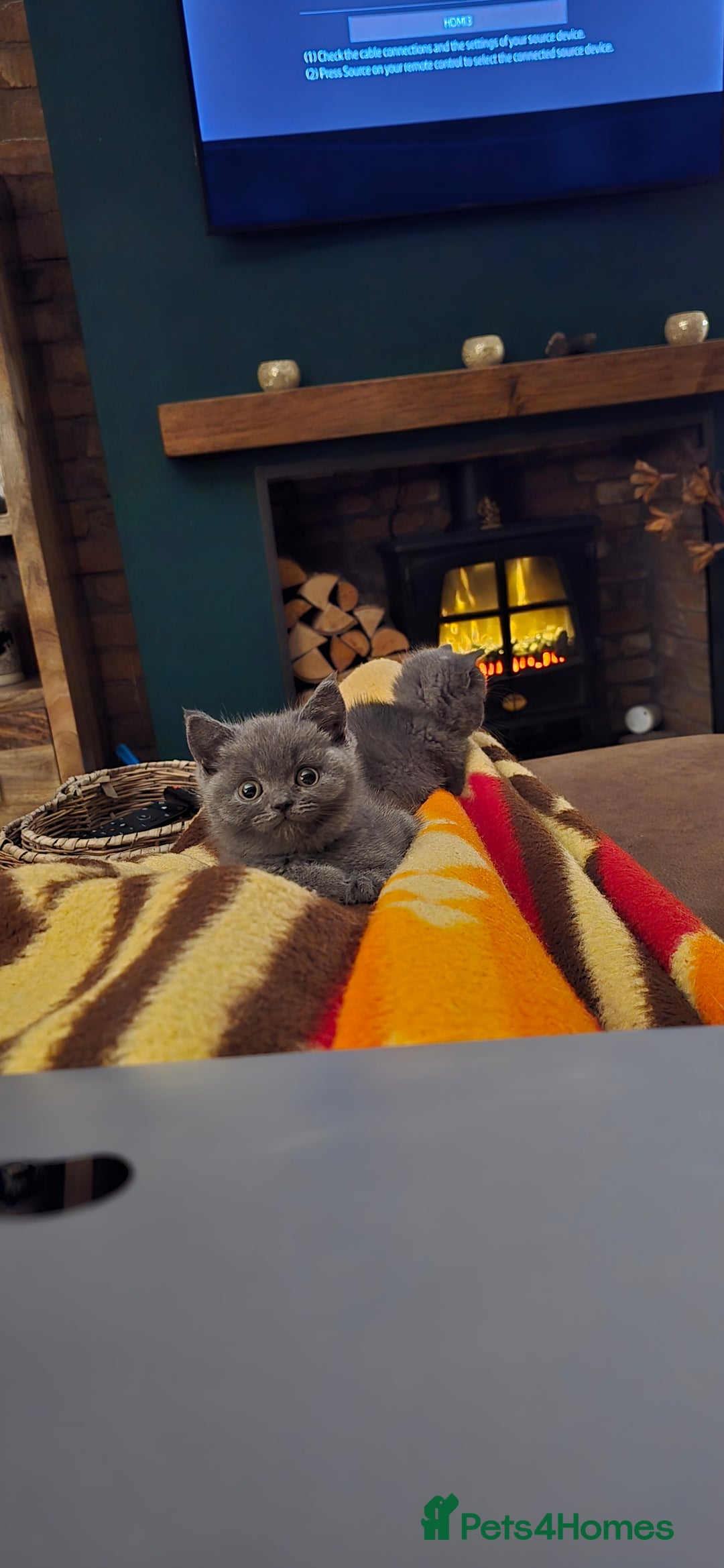 British Shorthair cats for sale: Adorable British Shorthairs. Ready 29/12. - Advert 6