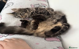 Domestic Shorthair cats for sale: Beautiful puddle of fluff - Image 4