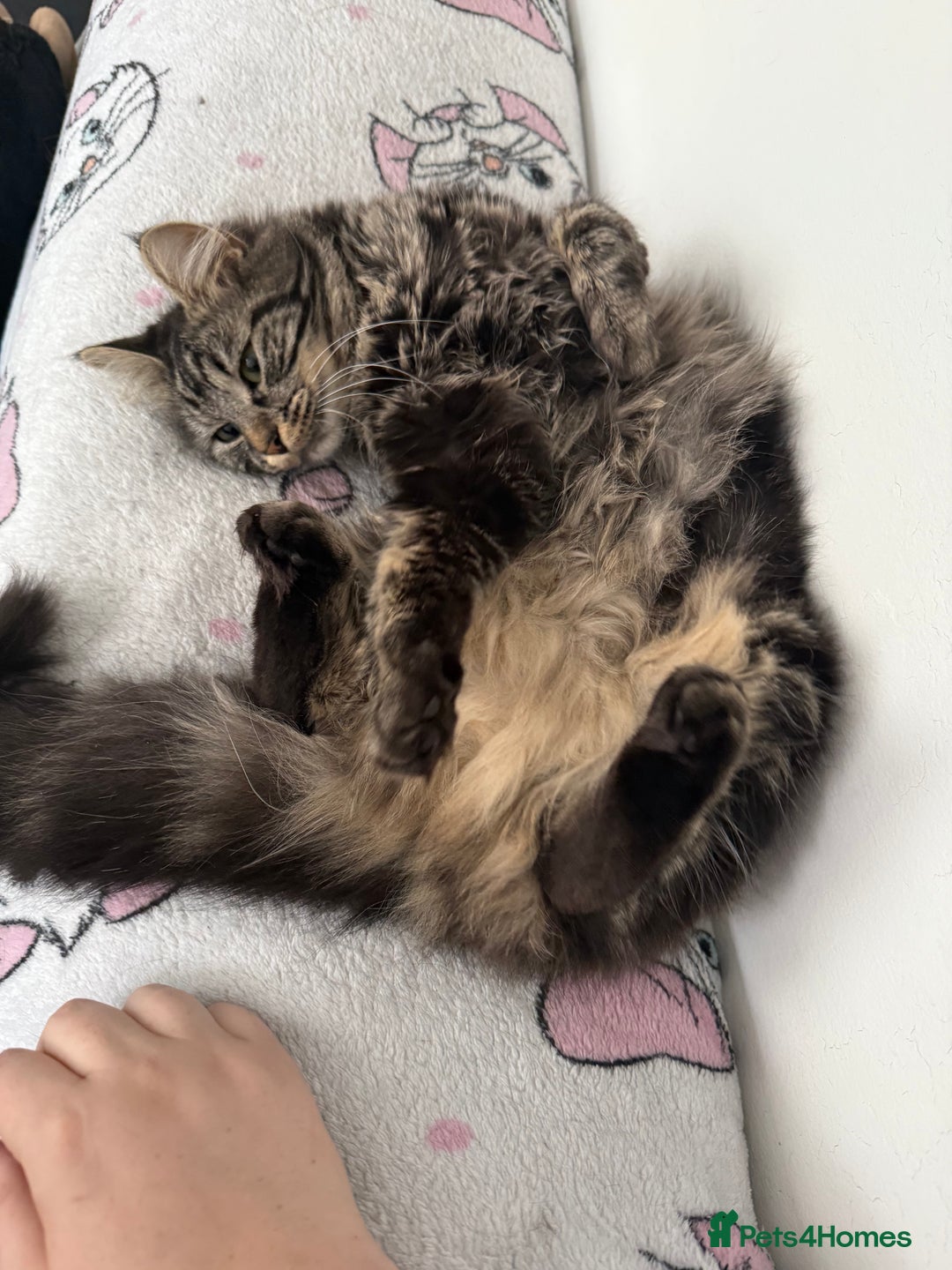 Domestic Shorthair cats for sale: Beautiful puddle of fluff - Image 4