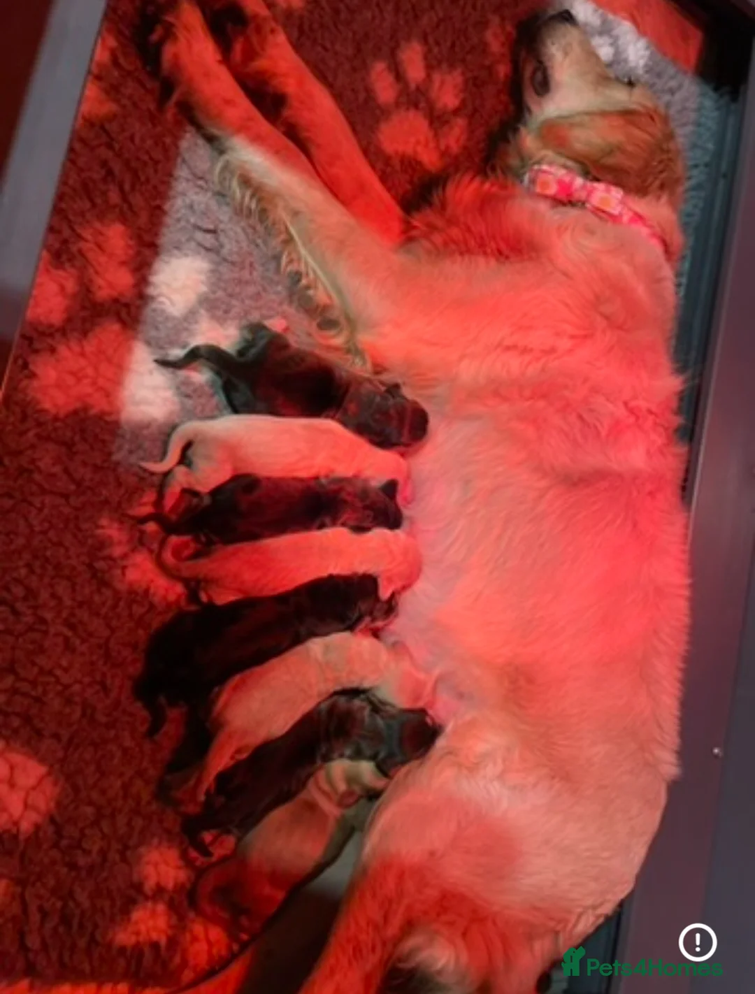 Mixed Breed dogs for sale: V.RARE ! Miniature GOLDEN RETRIEVERS(Dakota sport) - Advert 2