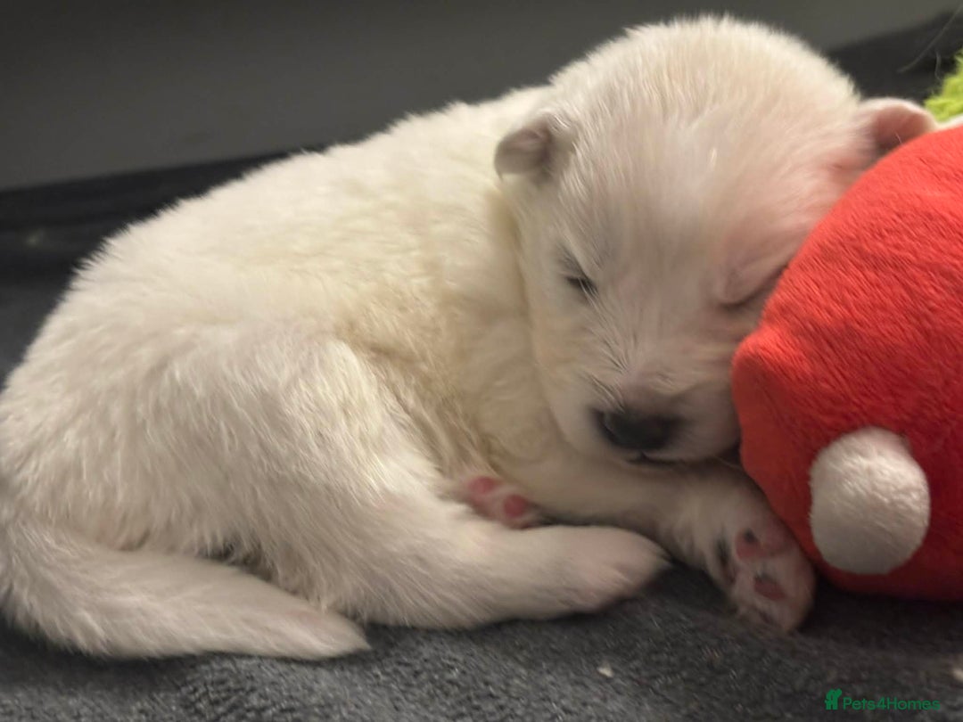 Samoyed dogs for sale: KC reg. Samoyed puppies with champ bloodline  - Advert 12