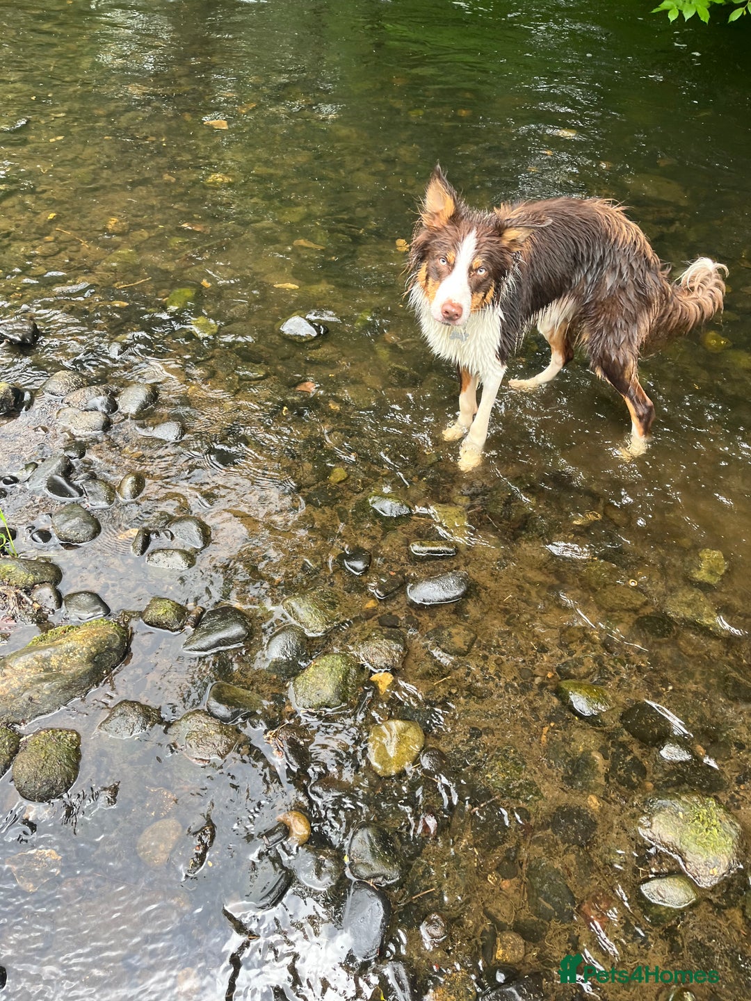 Border Collie dogs for sale: Chocolate, tan and white pedigree border collie - Advert 6