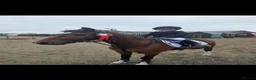Hackney horses for sale: All Hands On Dec in Kilmarnock - Advert 5