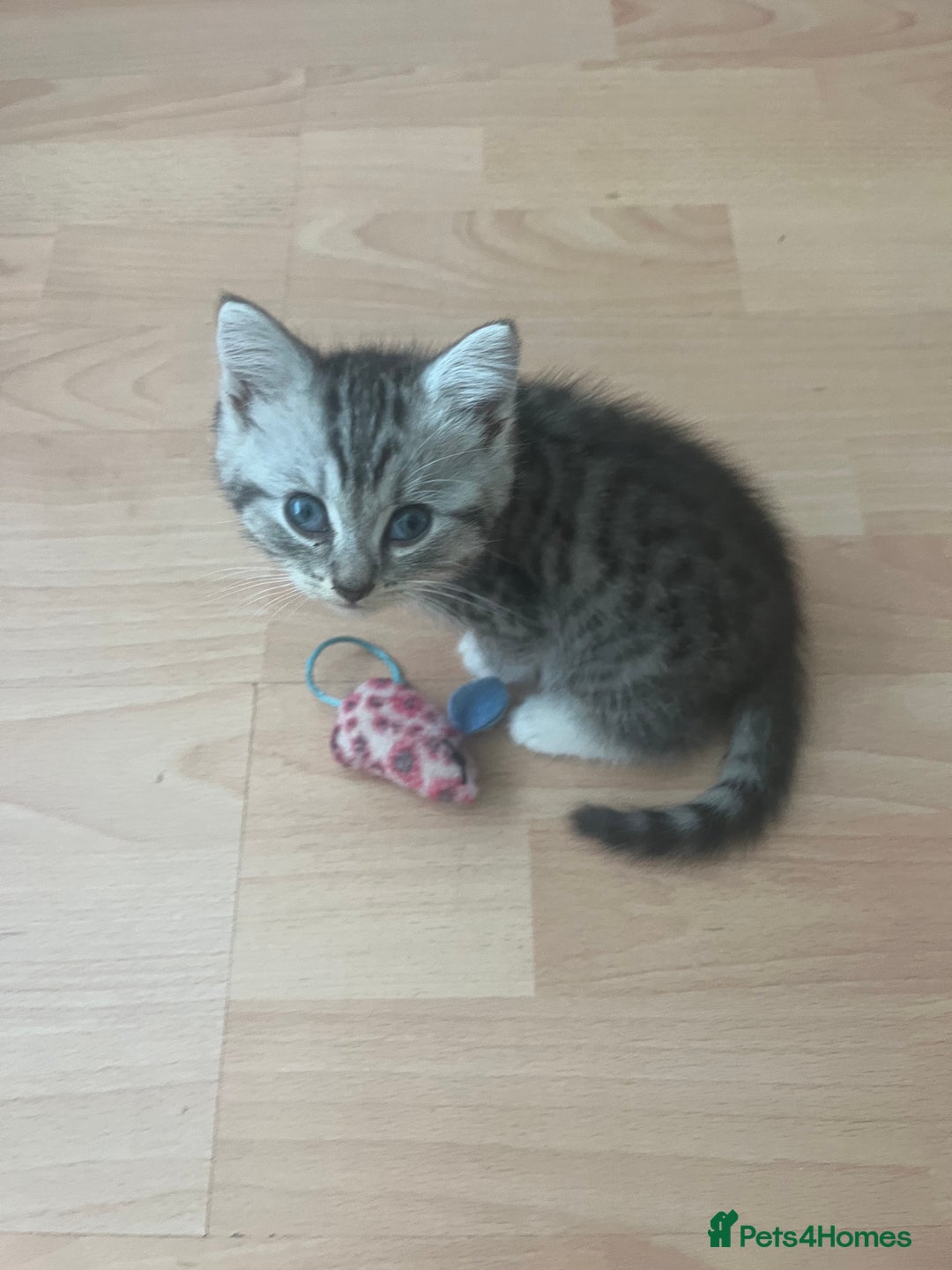 Persian cats for sale: Persian cross kittens - Image 8