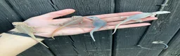 Bearded Dragon reptiles for sale: Various Bearded Dragon Morph Babies - Advert 2