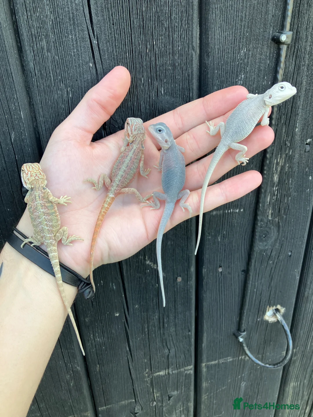Bearded Dragon reptiles for sale: Various Bearded Dragon Morph Babies - Advert 2