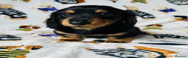 Miniature Dachshund Puppy 3