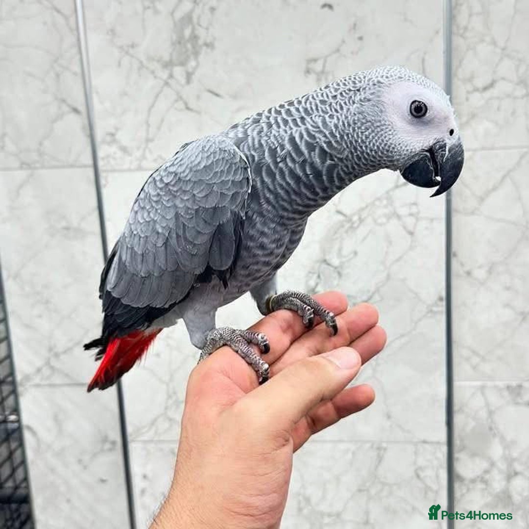Budgerigars birds for sale: Handreared Parrot  - Image 1