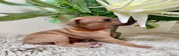 Italian Greyhound dogs for sale: KC registered Beautiful pups - Advert 1