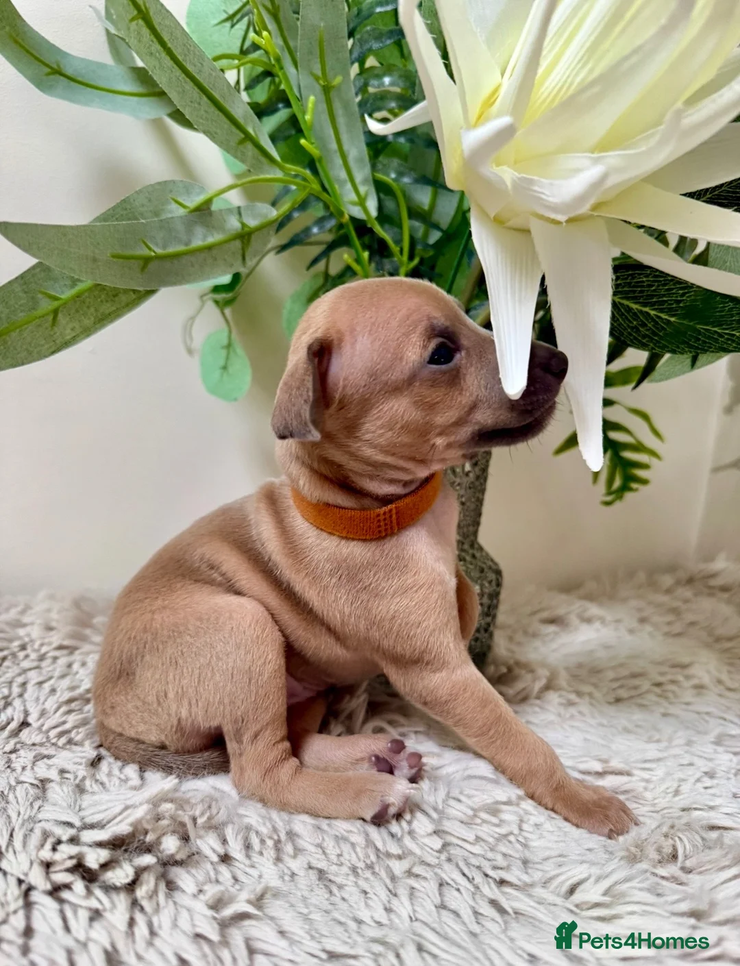Italian Greyhound dogs for sale: KC registered Beautiful pups - Advert 1