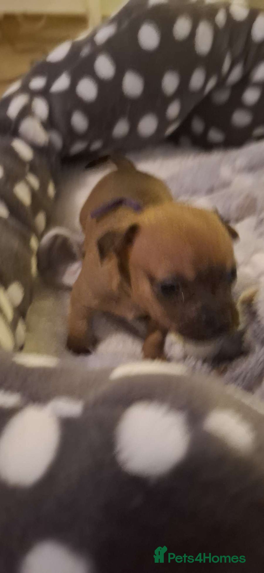 Mixed Breed dogs for sale: Adorable Frenchie Chiweenie Puppies - Advert 4