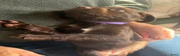 Sprocker dogs for sale: Gorgeous Chocolate Cocker Spaniel Puppies in Shrewsbury - Advert 24