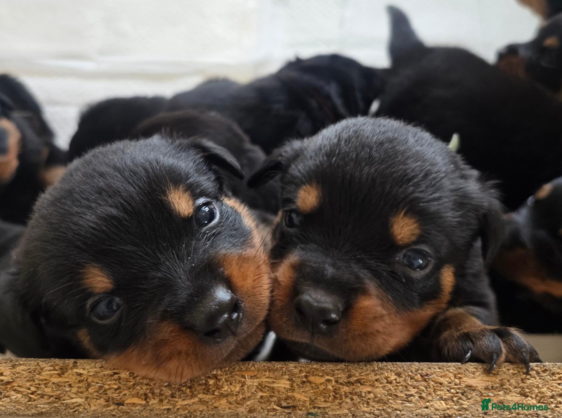 Rottweiler dogs for sale: Stunning Rottweilers - Advert 1