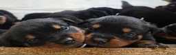 Rottweiler dogs for sale: Stunning Rottweilers - Advert 1