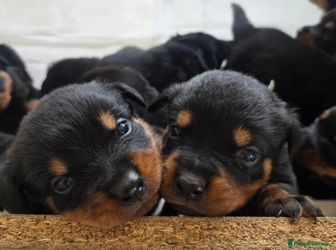 Rottweiler dogs for sale: Stunning Rottweilers - Advert 1