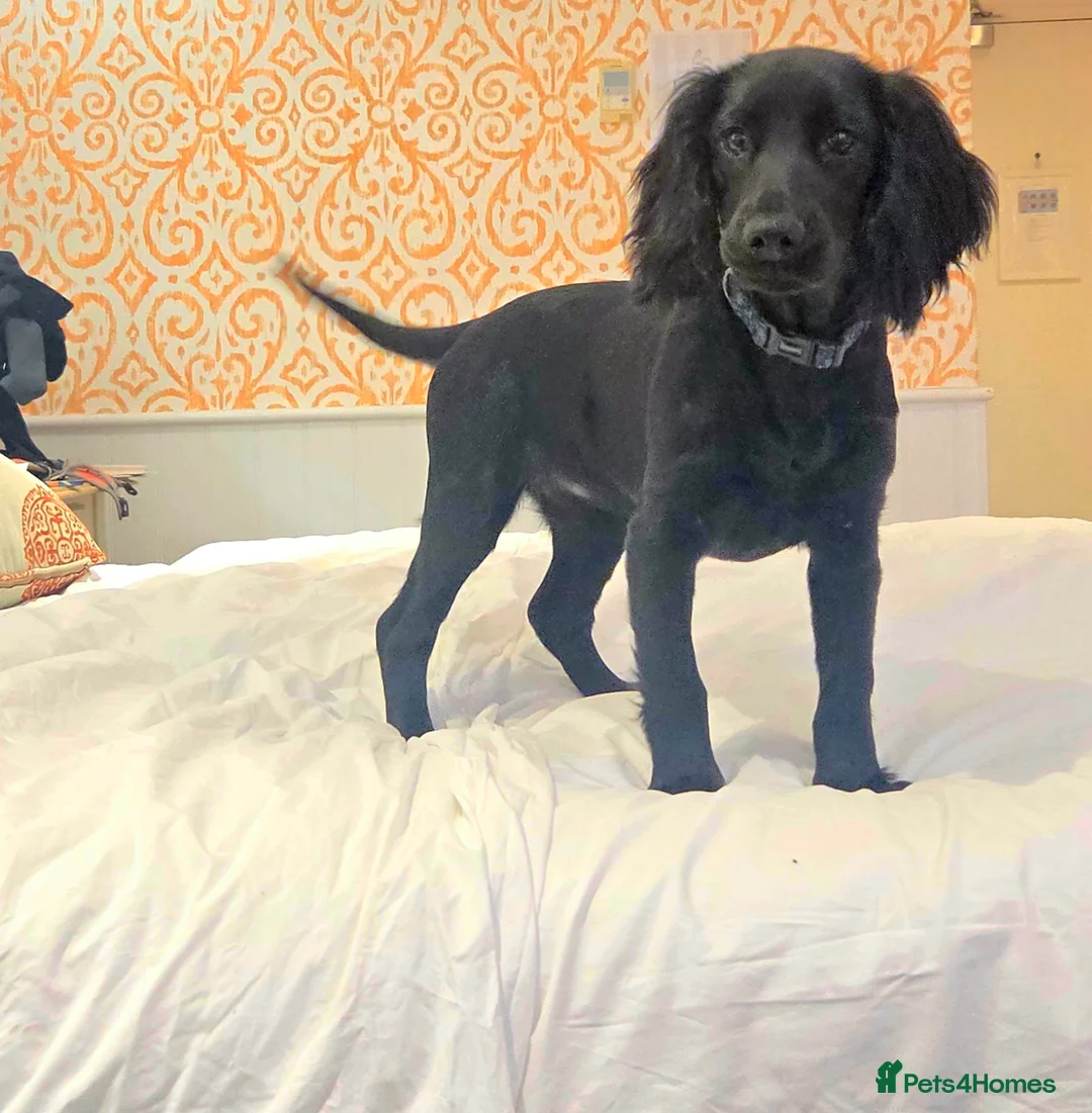 Cocker Spaniel dogs for sale: 6 month old female Ruby  - Advert 2